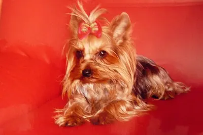 Strzyżenie psów i kursy groomerskie Konin - Pupil